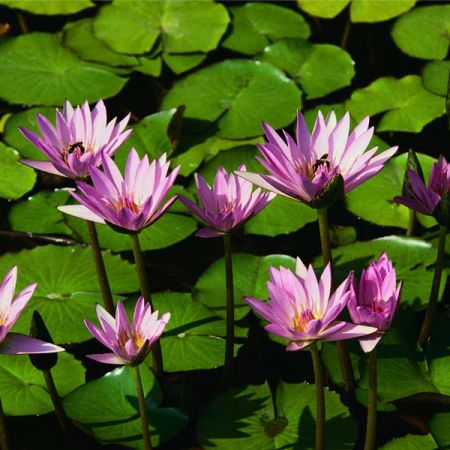 water lilies